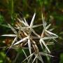 Silver Puffs (Uropappus lindleyi): This seed pod is more showy than the actual native flower.